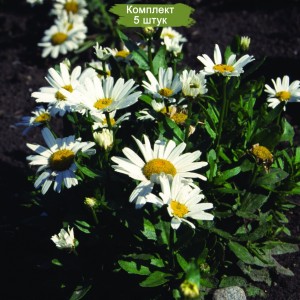 Саженцы ромашки нивяника Сноу Леди (Snow Lady) -  комплект 5 шт.
