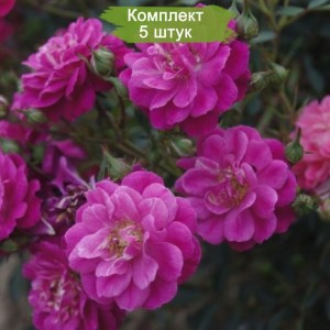 Саженцы почвопокровной розы Сиреневый дождь (Hedetraum) -  комплект 5 шт.