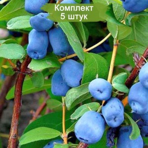 Саженцы жимолости Золушка -  комплект 5 шт.