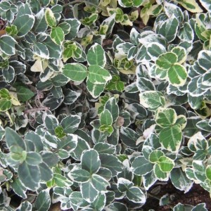 Саженец Бересклета Форчуна Эмеральд Галетти (Emerald Gaiety)