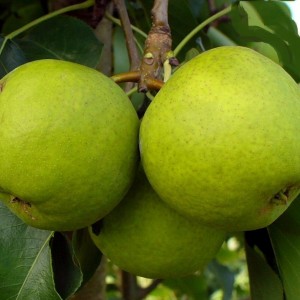 Саженец груши Миф