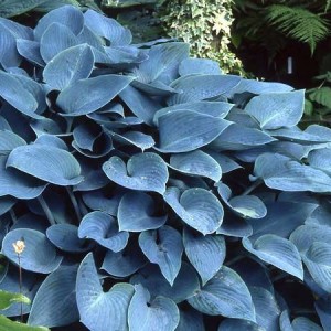 Саженец хосты Халцион (Halcyon)