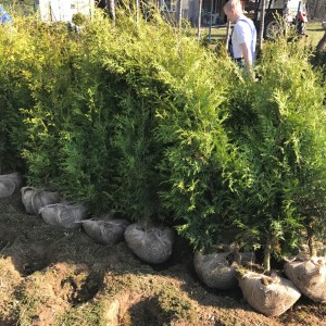 Саженец туи Брабант 100-150 см