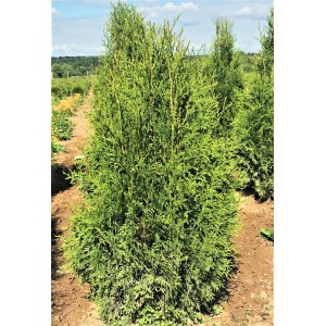Саженец Туи Брабант от 150 см