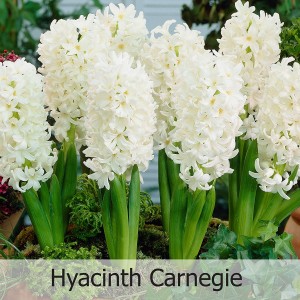 Луковица Гиацинта Лувр (Louvre)