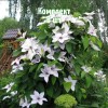 Комплект 5шт / Клематис Сноу Квин