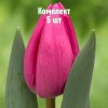 Комплект 5шт / Тюльпан Линкольн